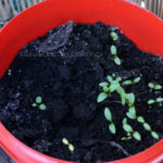 2013-04-16 pietruszka 2013-04-16 pietruszka