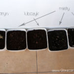 2013-04-16 poprzesadzanie zioła po zimie 2013-04-16 poprzesadzanie zioła po zimie