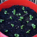 2013-04-16 roszponka 2013-04-16 roszponka