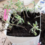 2013-04-16 szałwia po przesadzeniu 2013-04-16 szałwia po przesadzeniu