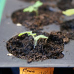 2013-04-20 pomidorki balkoni red 2013-04-20 pomidorki balkoni red