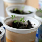 2013-04-20 cząber 2013-04-20 cząber