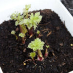 2013-04-20 lubczyk 2013-04-20 lubczyk