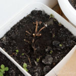 2013-04-20 mięta 2013-04-20 mięta