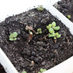 2013-04-20 mięta 2013-04-20 mięta