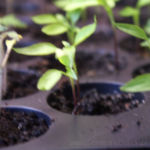 2013-04-20 papryka słodka czerwona 2013-04-20 papryka słodka czerwona