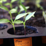 2013-04-20 papryka słodka żółta 2013-04-20 papryka słodka żółta