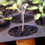 2013-04-20 pomidory bawole serce 2013-04-20 pomidory bawole serce