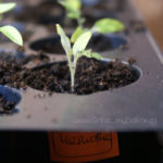 2013-04-20 pomidorki maskotka 2013-04-20 pomidorki maskotka