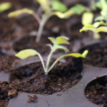 2013-04-20 pomidory owalne 2013-04-20 pomidory owalne