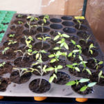 2013-04-20 pomidorki i papryki 2013-04-20 pomidorki i papryki