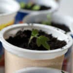 2013-04-20 pomidorki 2013-04-20 pomidorki