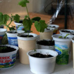 2013-04-20 rozsada 2013-04-20 rozsada