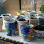 2013-04-20 rozsada 2013-04-20 rozsada