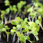 2013-04-20 mieszanka sałat 2013-04-20 mieszanka sałat