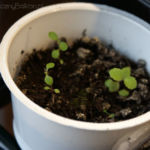 2013-04-20 stewia 2013-04-20 stewia