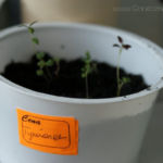 2013-04-20 tymianek 2013-04-20 tymianek