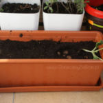 2013-04-21 cukinia 2013-04-21 cukinia