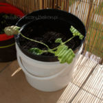 2013-04-21 cukinia 2013-04-21 cukinia