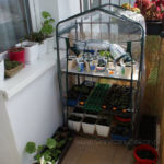 2013-04-21 sadzonki wystawione na balkon 2013-04-21 sadzonki wystawione na balkon