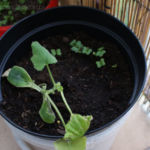 2013-04-27 cukinia i rzodkiewki 2013-04-27 cukinia i rzodkiewki