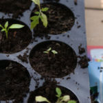 2013-04-27 lawenda! :D 2013-04-27 lawenda! :D