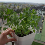 2013-04-27 lubczyk 2013-04-27 lubczyk