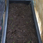 2013-04-27 marchew 2013-04-27 marchew