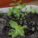 2013-04-27 mięta 2013-04-27 mięta