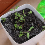 2013-04-27 mięta z urwanymi głowami :D 2013-04-27 mięta z urwanymi głowami :D