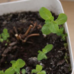 2013-04-27 mięta 2013-04-27 mięta