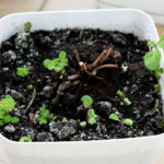 2013-04-27 mięta z urwanymi głowami 2013-04-27 mięta z urwanymi głowami