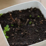 2013-04-27 mięta 2013-04-27 mięta