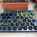 2013-04-27 rozsada pomidorów i papryk 2013-04-27 rozsada pomidorów i papryk