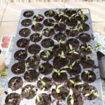 2013-04-27 papryki po rozsadzeniu 2013-04-27 papryki po rozsadzeniu