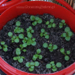 2013-04-27 roszponka 2013-04-27 roszponka