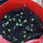 2013-04-27 rukola 2013-04-27 rukola