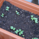 2013-04-27 rzodkiewki 2013-04-27 rzodkiewki