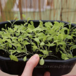 2013-04-27 mix sałat przed rozsadzeniem 2013-04-27 mix sałat przed rozsadzeniem