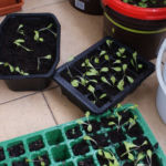 2013-04-27 mix sałat po rozsadzeniu 2013-04-27 mix sałat po rozsadzeniu