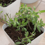 2013-04-27 szałwia 2013-04-27 szałwia