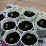 2013-05-09 bazylia rozsadzona 2013-05-09 bazylia rozsadzona