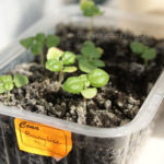 2013-05-09 bazylia 2013-05-09 bazylia