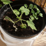 2013-05-09 cukinia i rzodkiewki 2013-05-09 cukinia i rzodkiewki