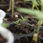 2013-05-09 lawenda 2013-05-09 lawenda