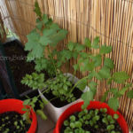 2013-05-09 lubczyk 2013-05-09 lubczyk