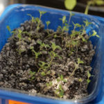 2013-05-09 majeranek 2013-05-09 majeranek