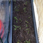 2013-05-09 marchew 2013-05-09 marchew