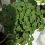 2013-05-09 melisa 2013-05-09 melisa