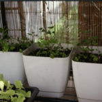 2013-05-09 mięty 2013-05-09 mięty